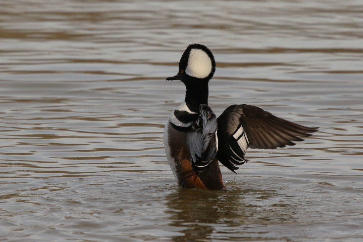 Hooded Merganser - ML645795956