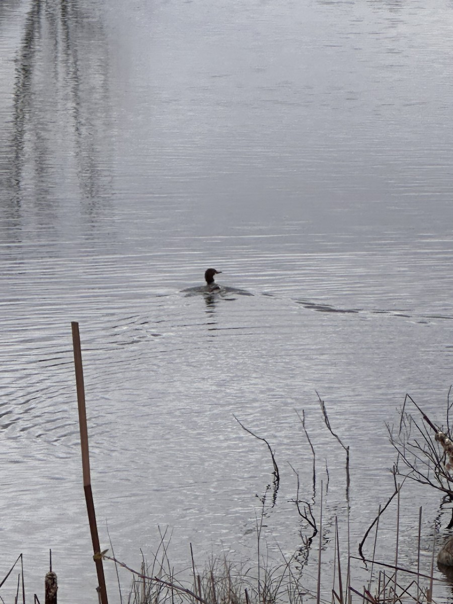 morčák velký - ML645795958