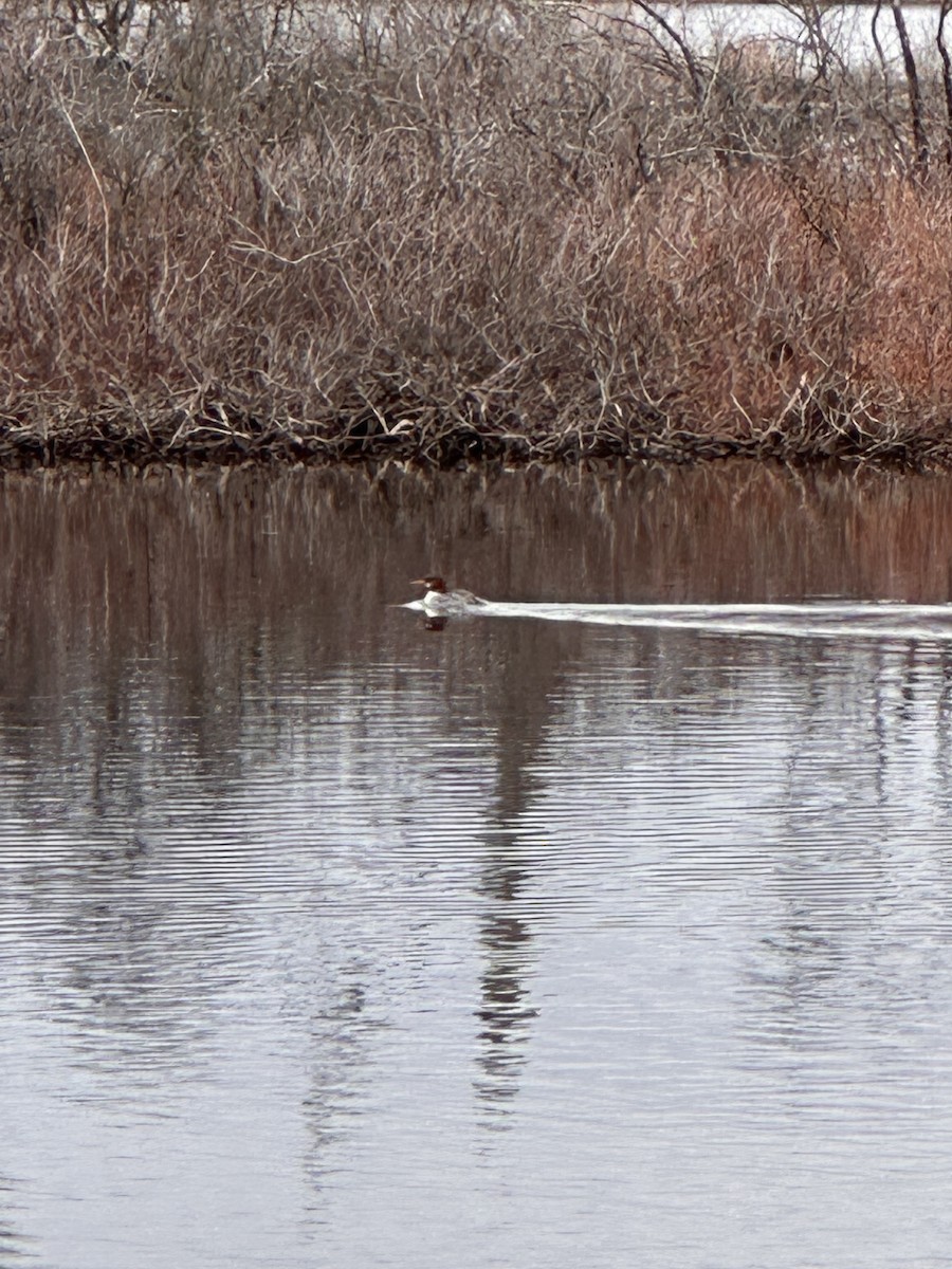 morčák velký - ML645795960