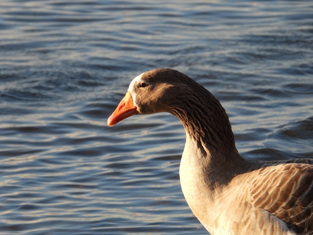 Oie cendrée - ML645795963