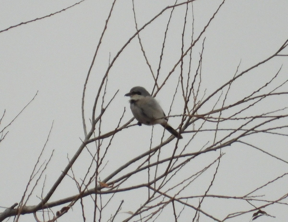 Northern Shrike - ML645795968