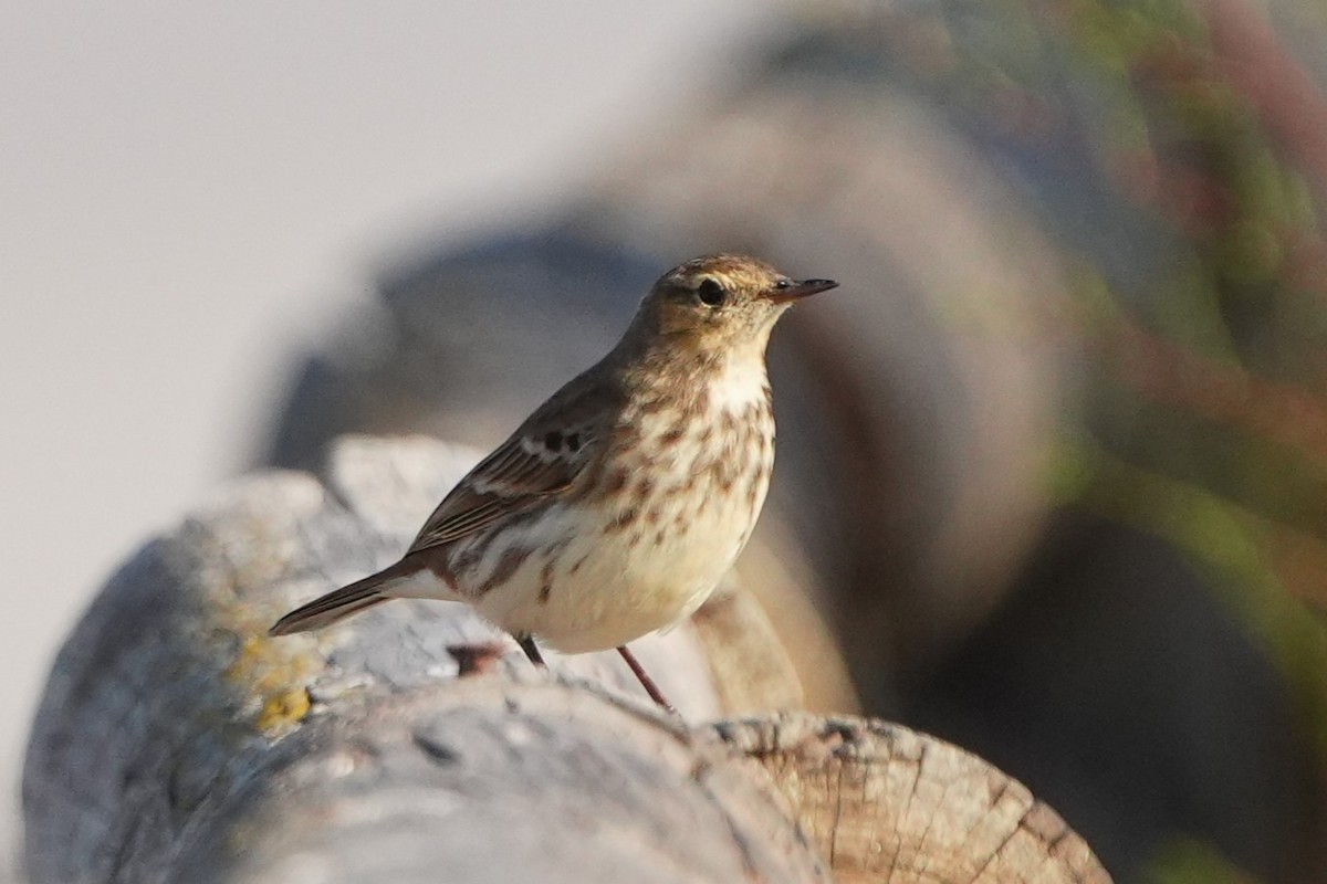 Water Pipit - ML645795977