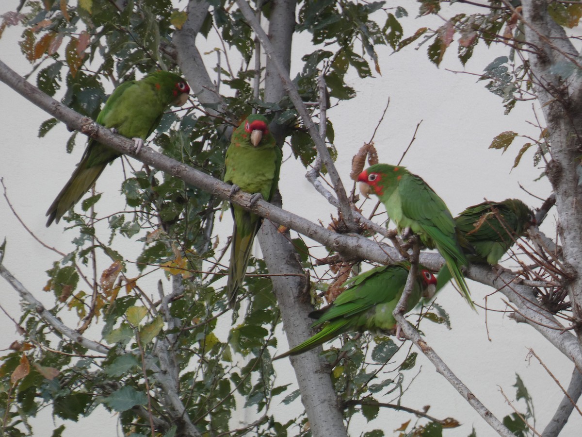 Mitred Parakeet - ML645795995