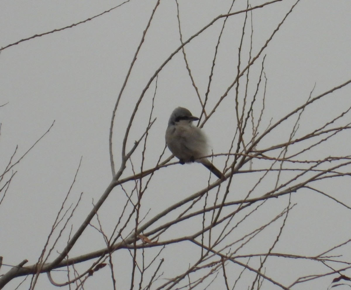 Northern Shrike - ML645795997