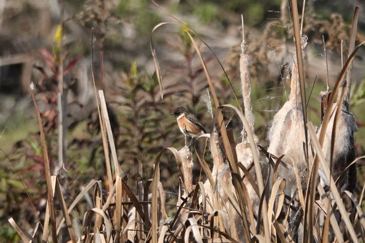 European Stonechat - ML645795998