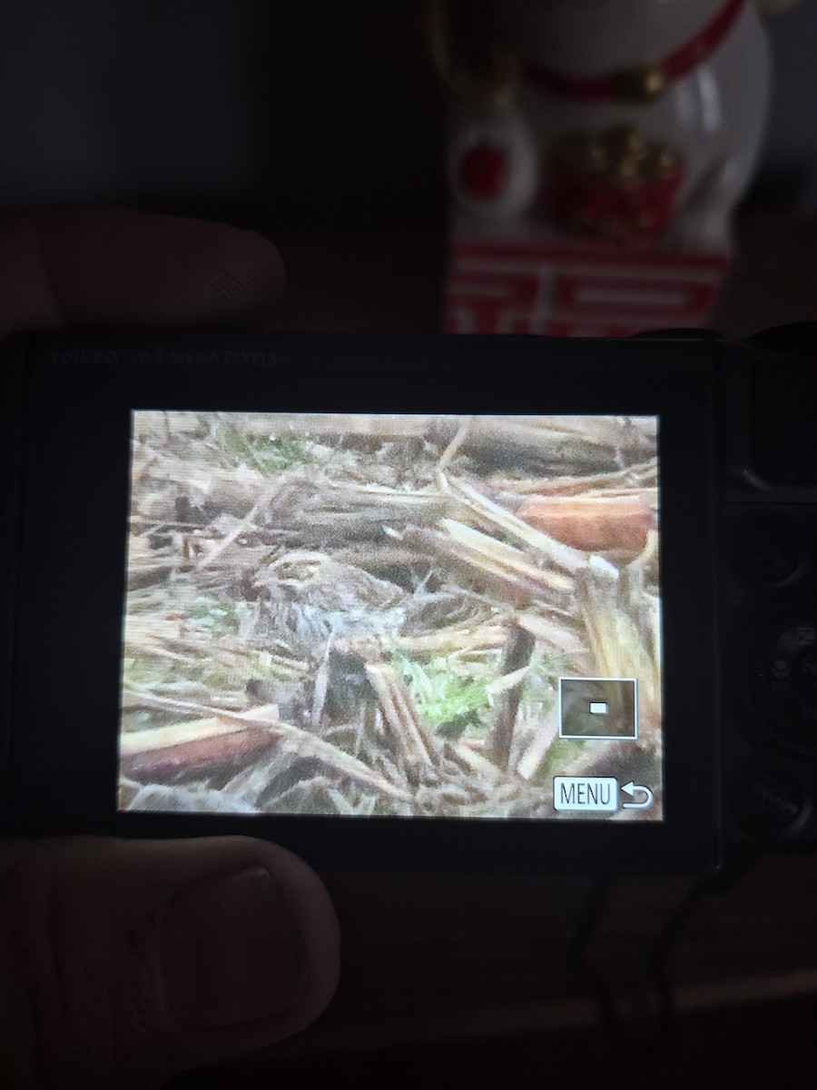 Savannah Sparrow - ML645796013