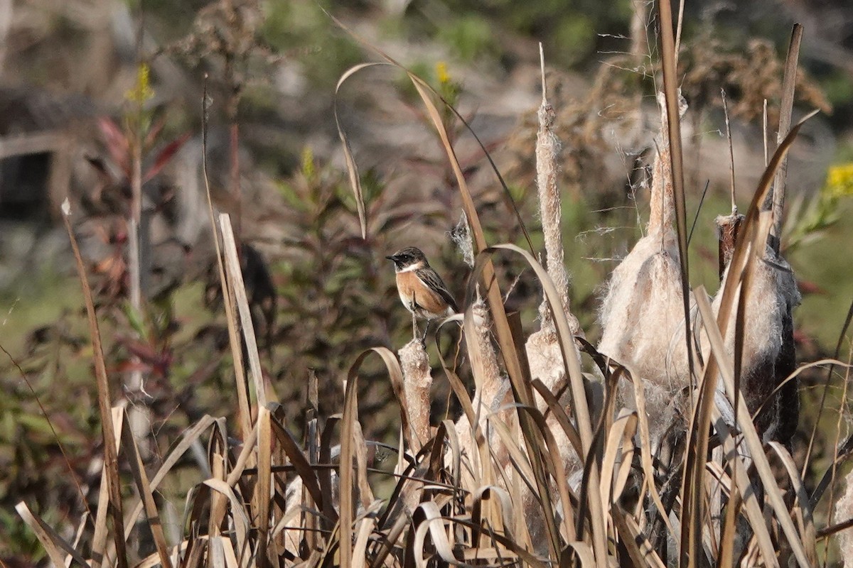 European Stonechat - ML645796036
