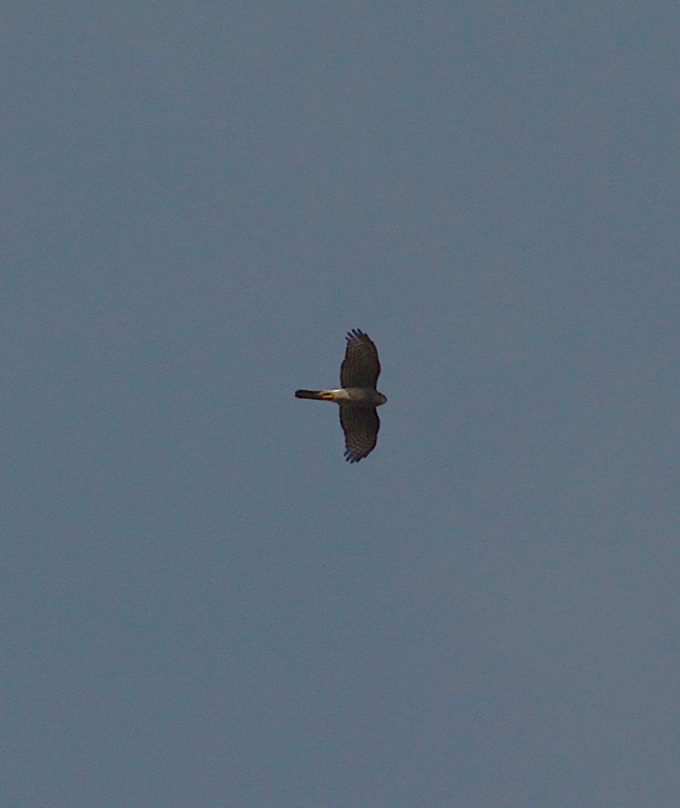 Eurasian Sparrowhawk - ML645796043