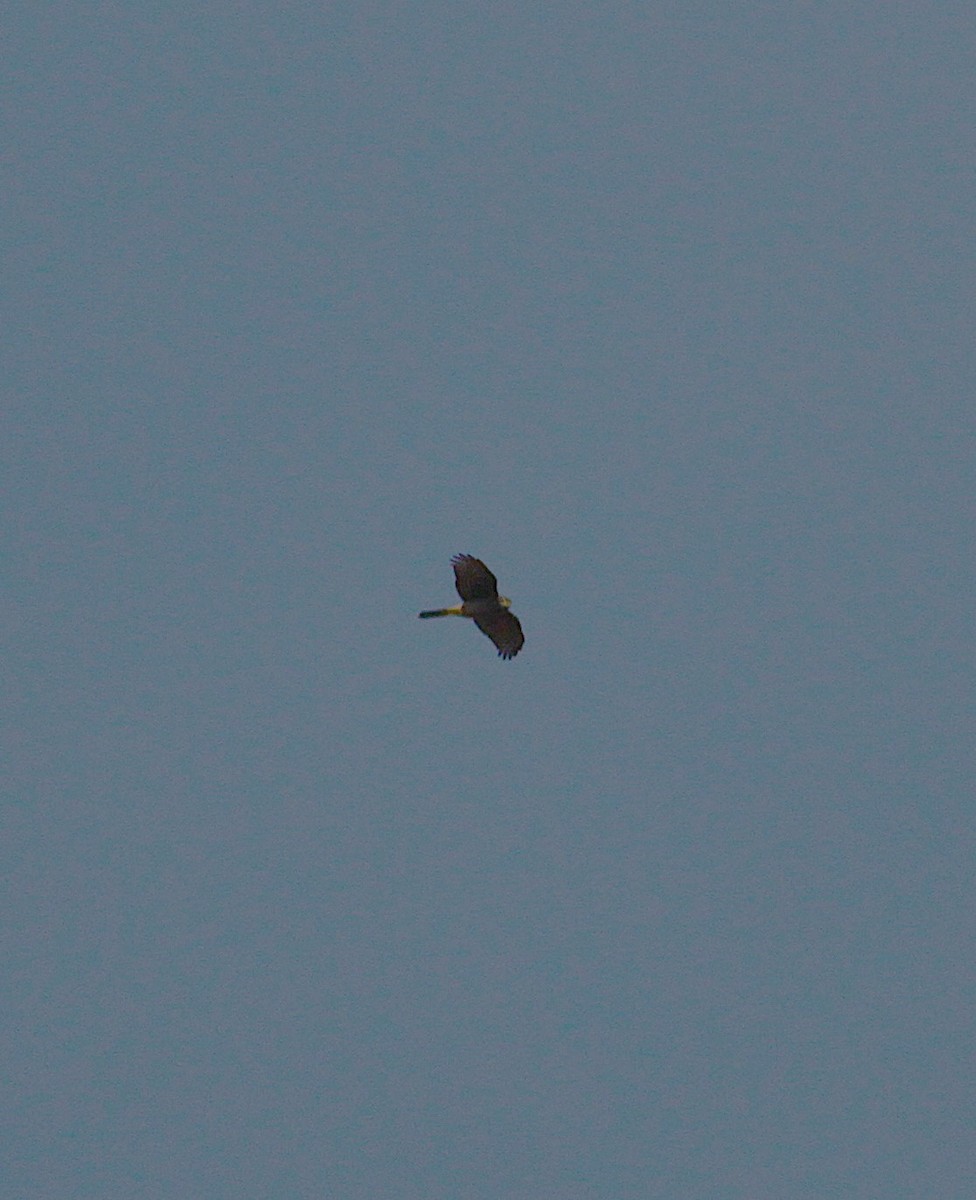 Eurasian Sparrowhawk - ML645796048