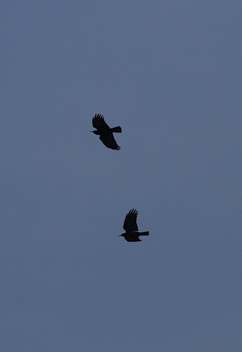 Red-billed Chough - ML645796056