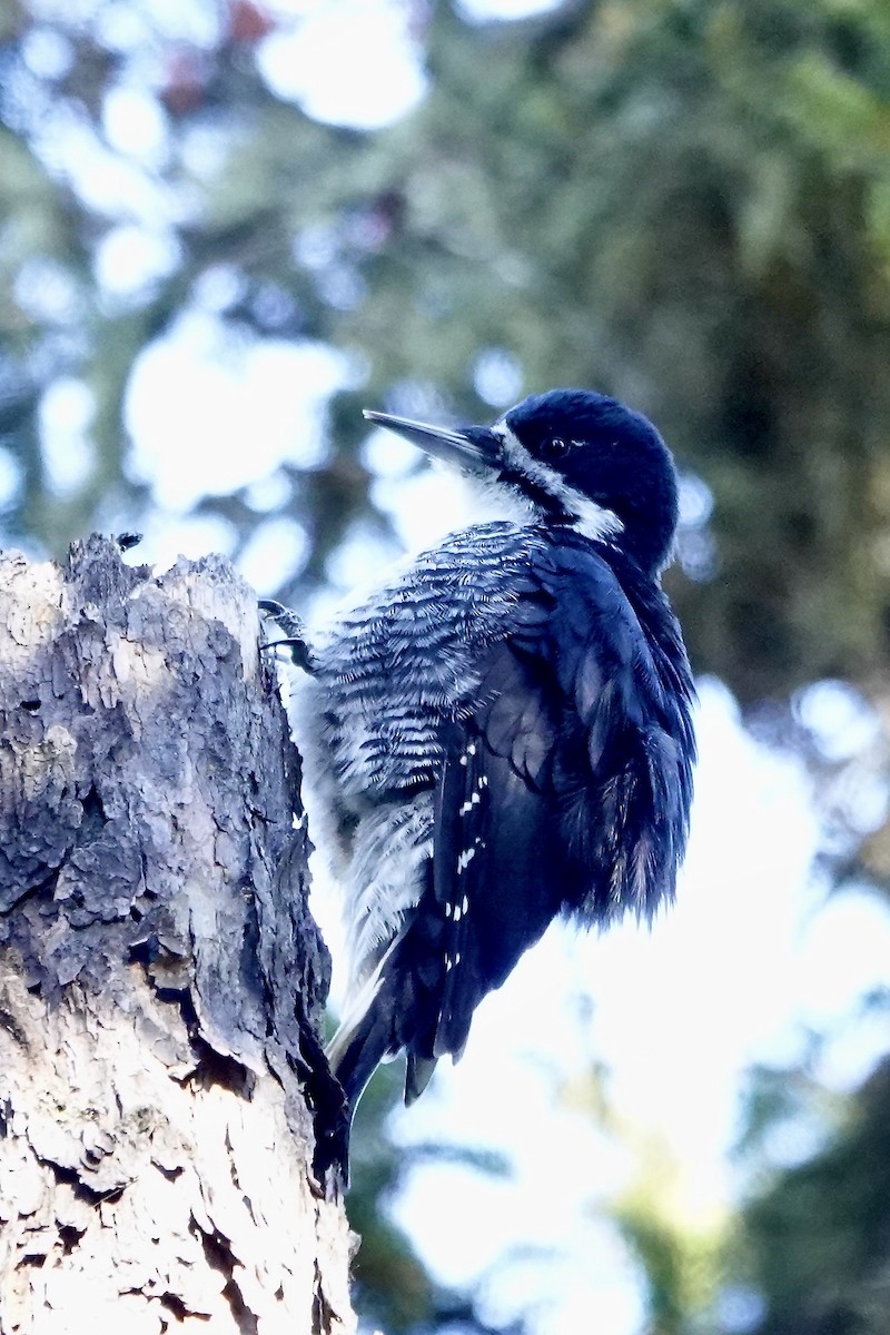 Black-backed Woodpecker - ML645796089
