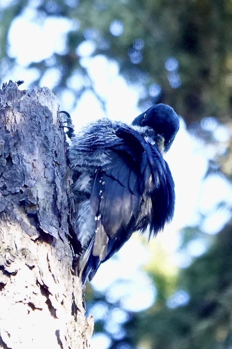 Black-backed Woodpecker - ML645796100