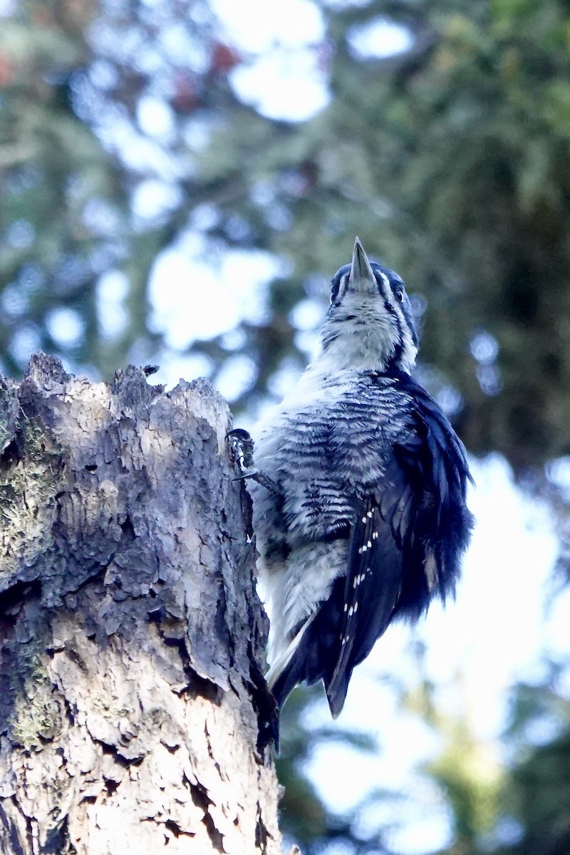 Black-backed Woodpecker - ML645796101