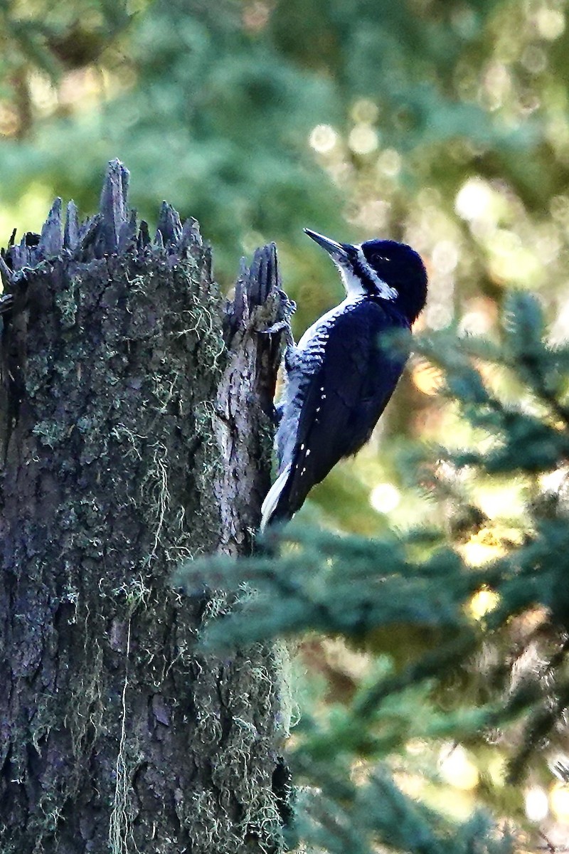 Black-backed Woodpecker - ML645796112