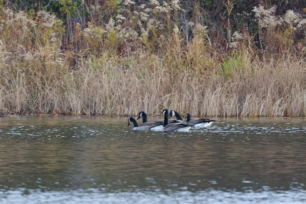 Canada Goose - ML645796113
