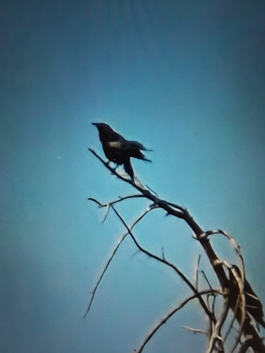 American Crow - ML645796137