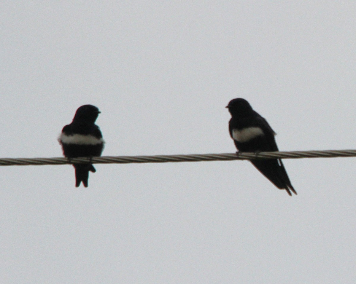 White-banded Swallow - ML645796140