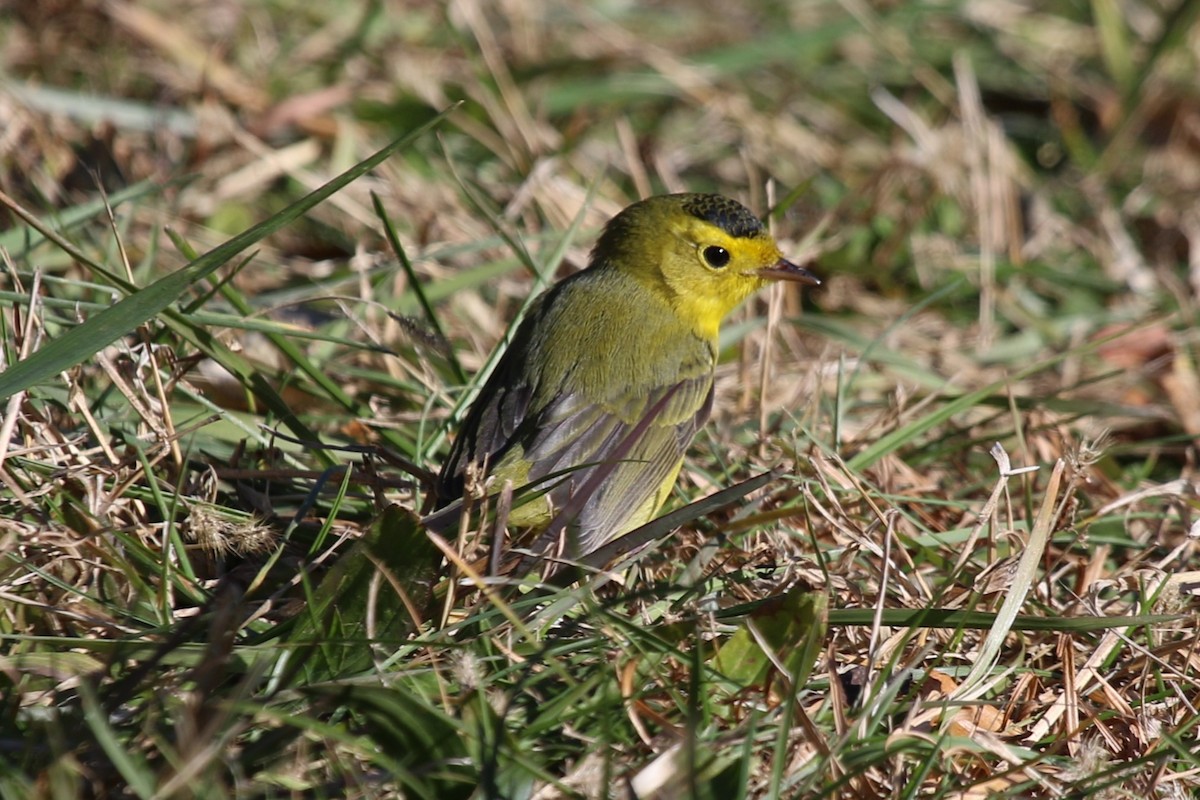 Wilson's Warbler - ML645796148