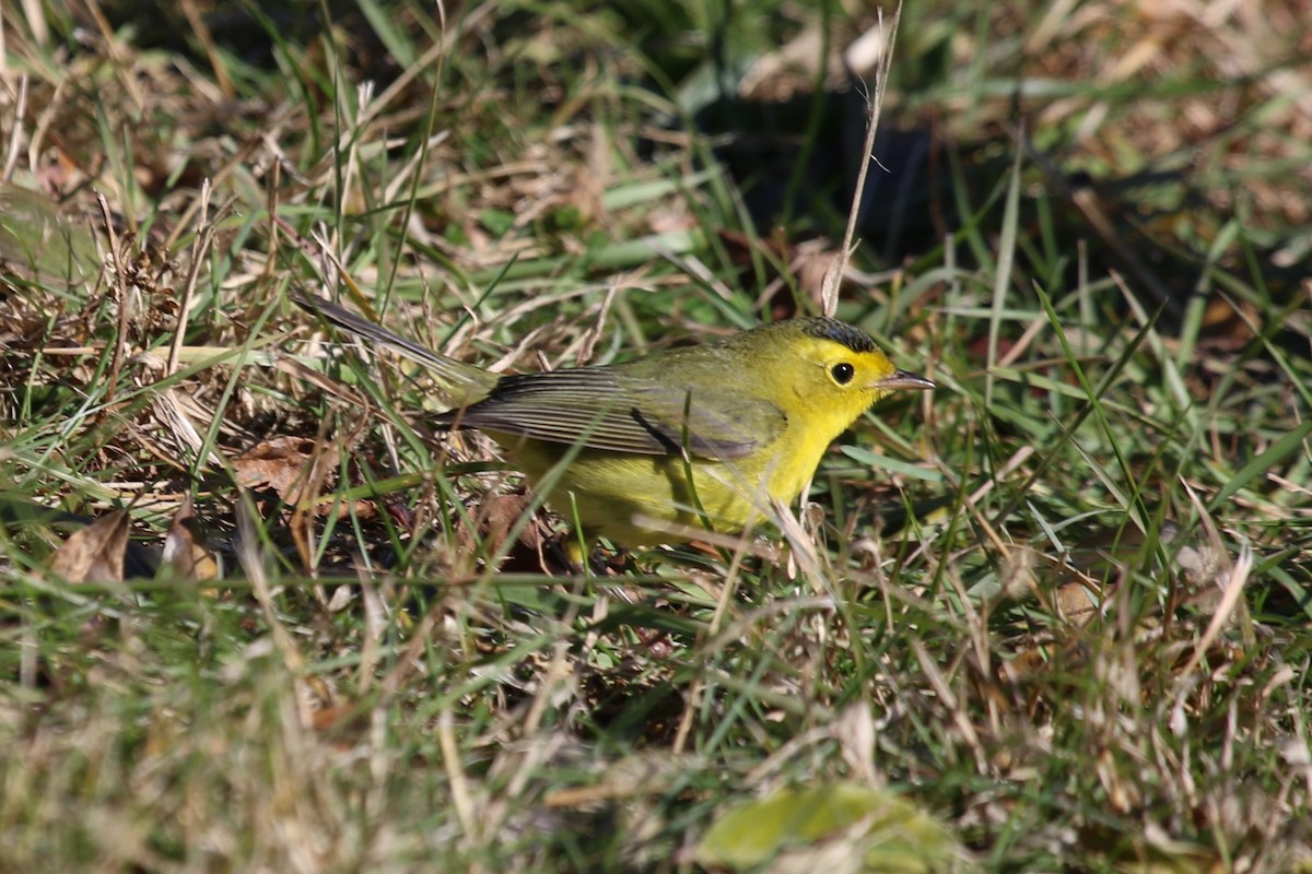 Wilson's Warbler - ML645796150