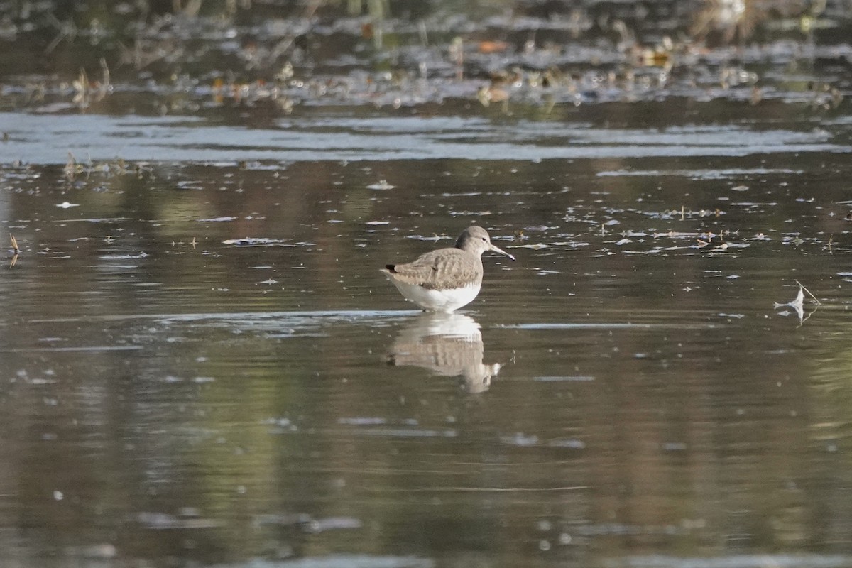 Green Sandpiper - ML645796156