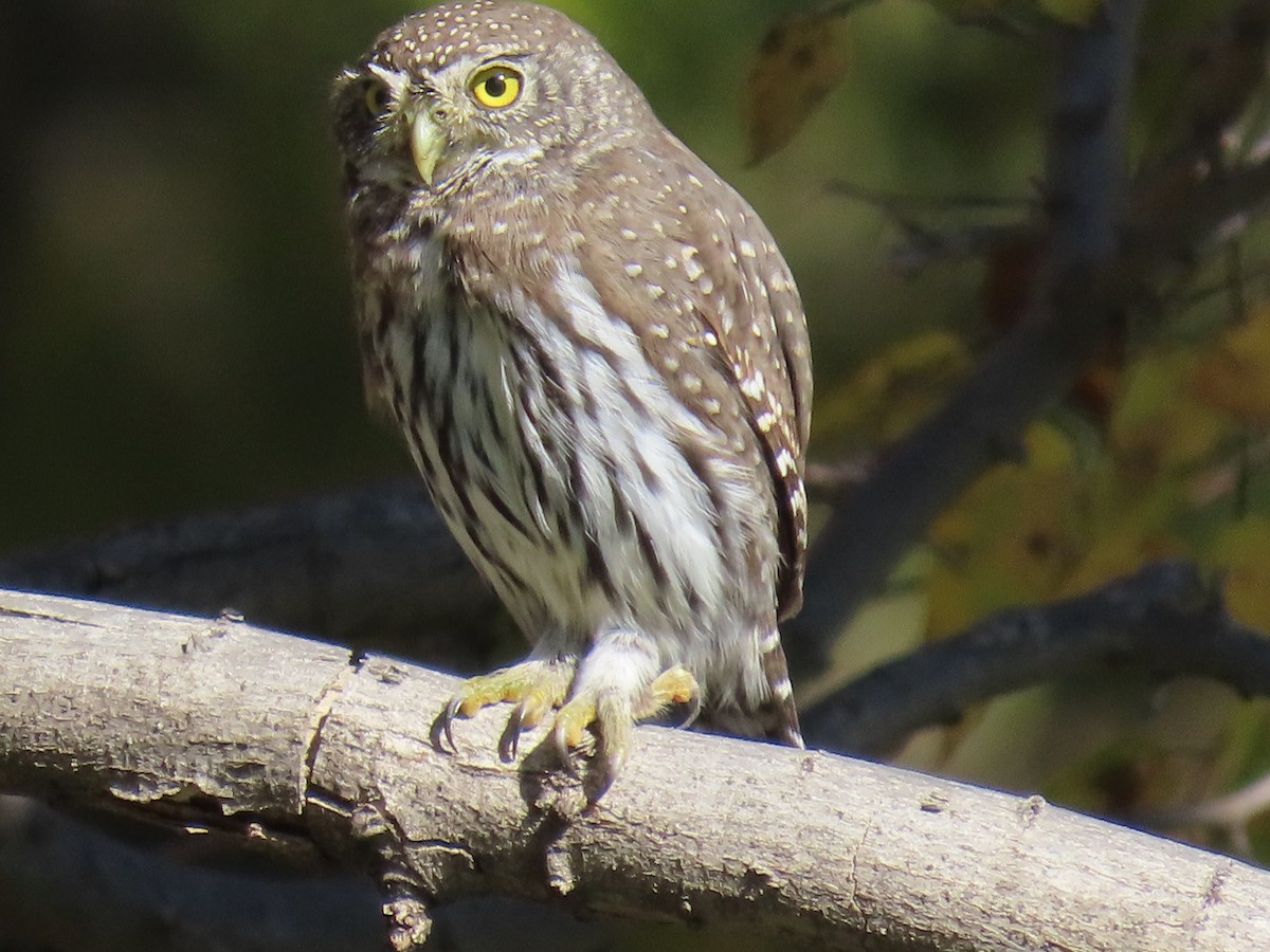Northern Pygmy-Owl - ML645796158
