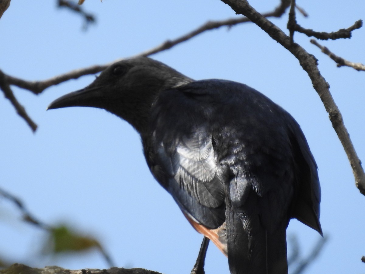 Kızılkanat - ML645796160