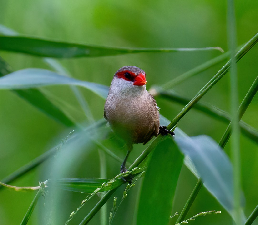 Common Waxbill - ML645796170