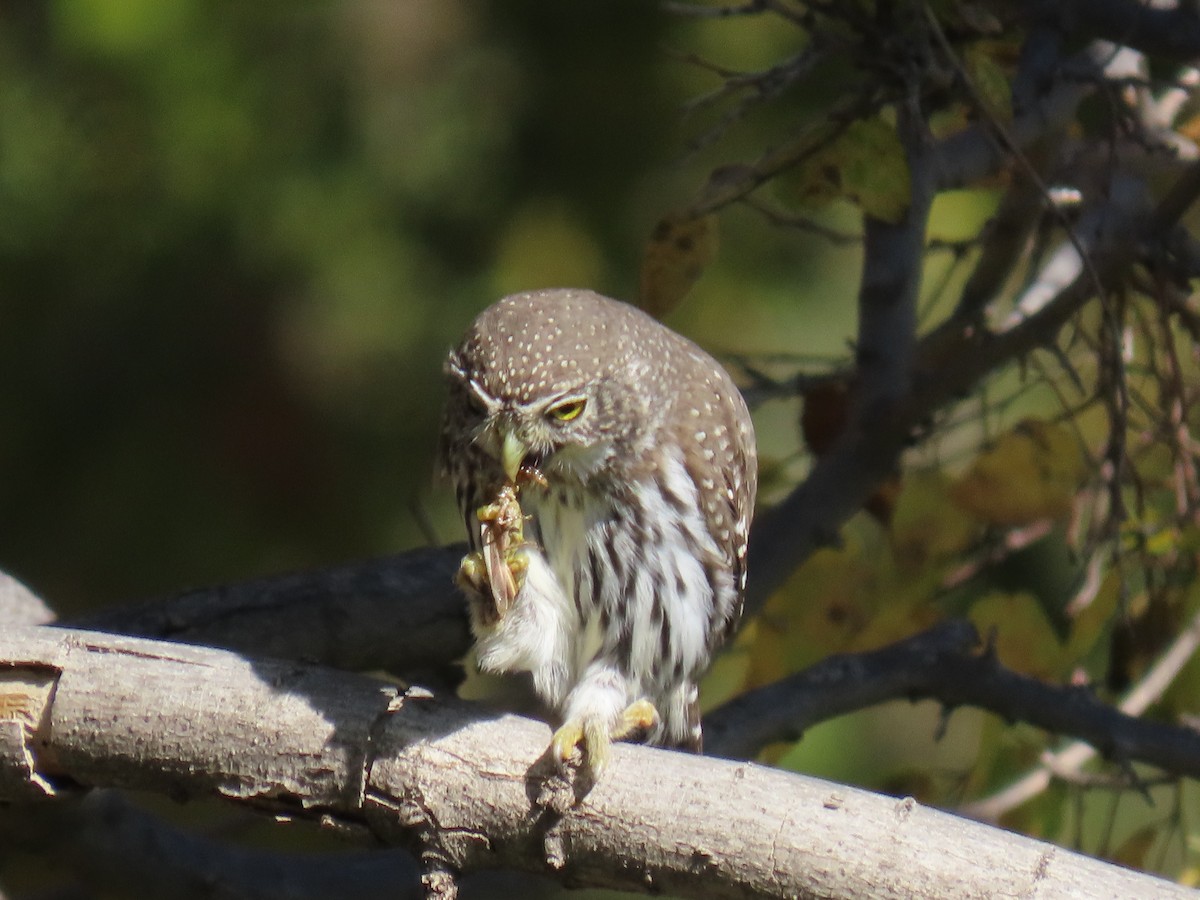 Northern Pygmy-Owl - ML645796177