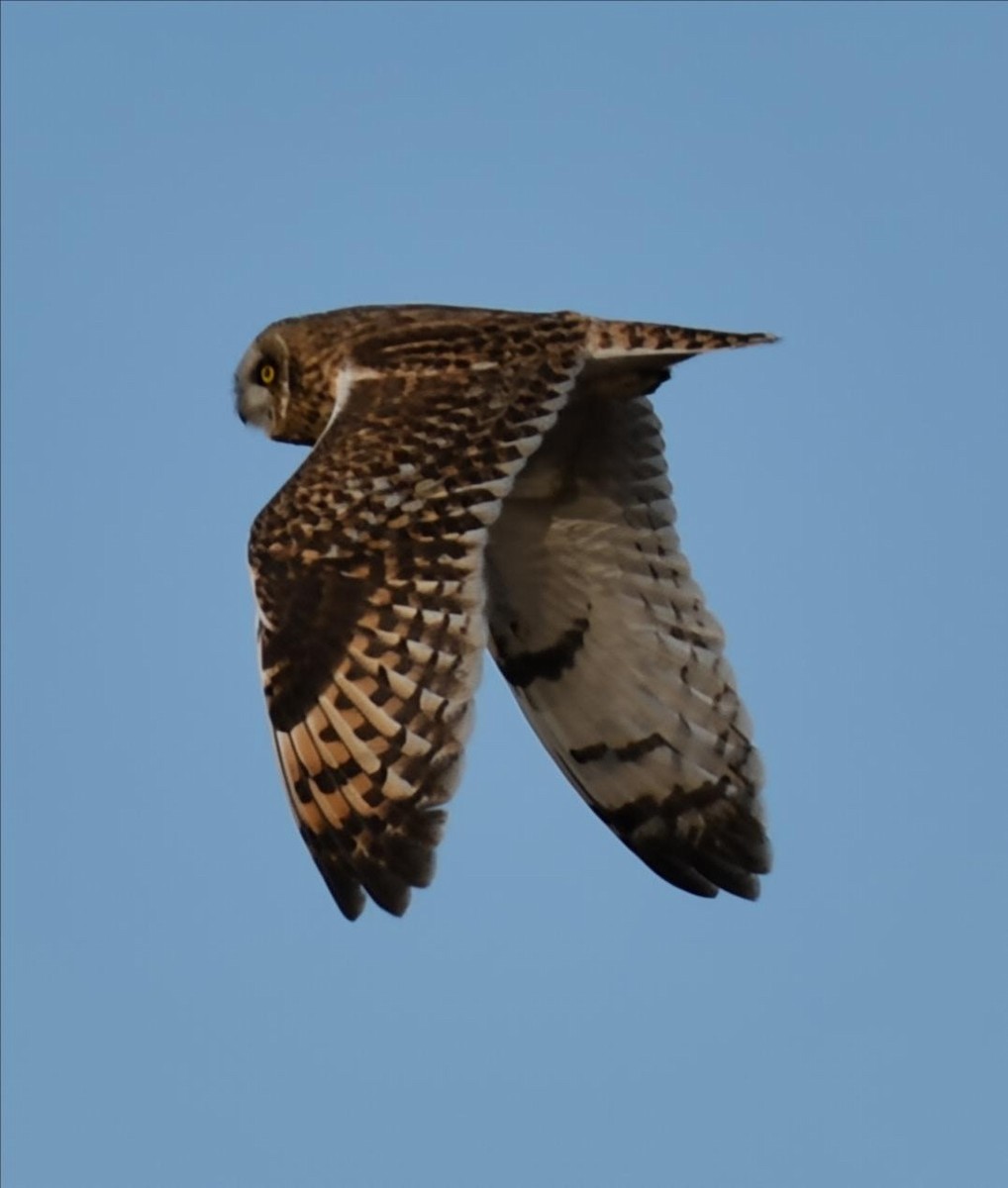 Short-eared Owl - ML645796178