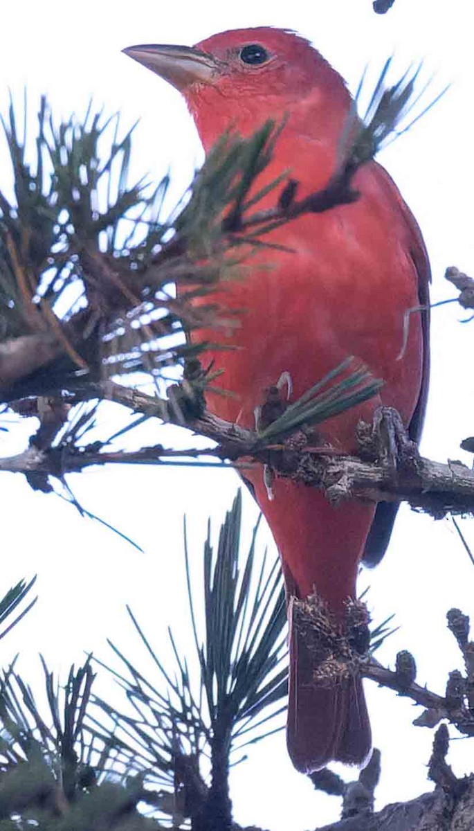 Summer Tanager - ML645796186