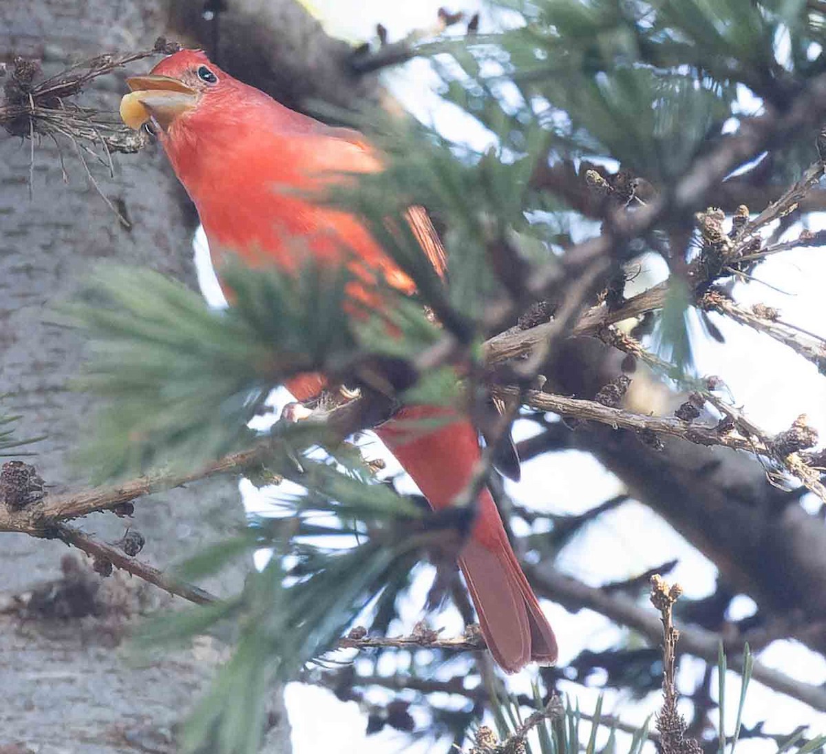 Summer Tanager - ML645796187