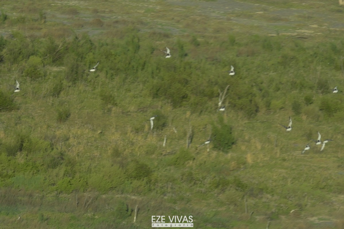 kulík bledý - ML645796190