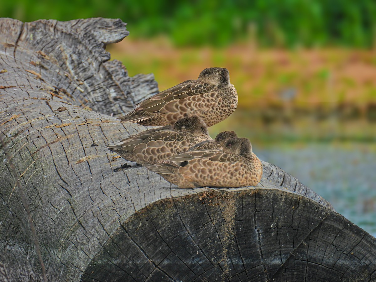 Gray Teal - ML645796241