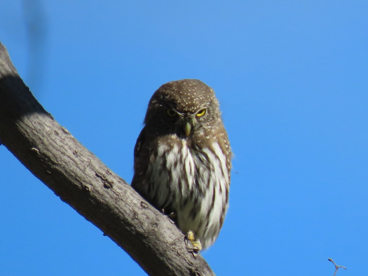 Northern Pygmy-Owl - ML645796245