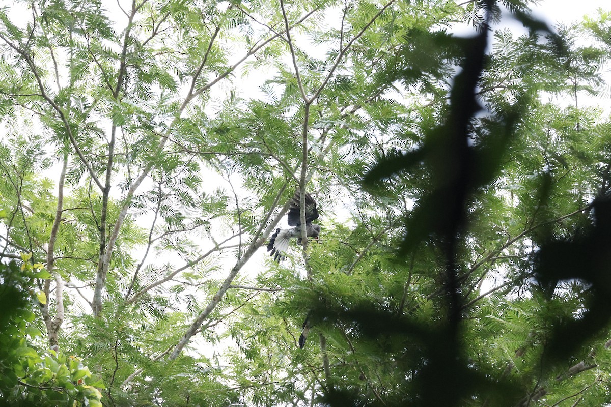 Bushy-crested Hornbill - ML645796246