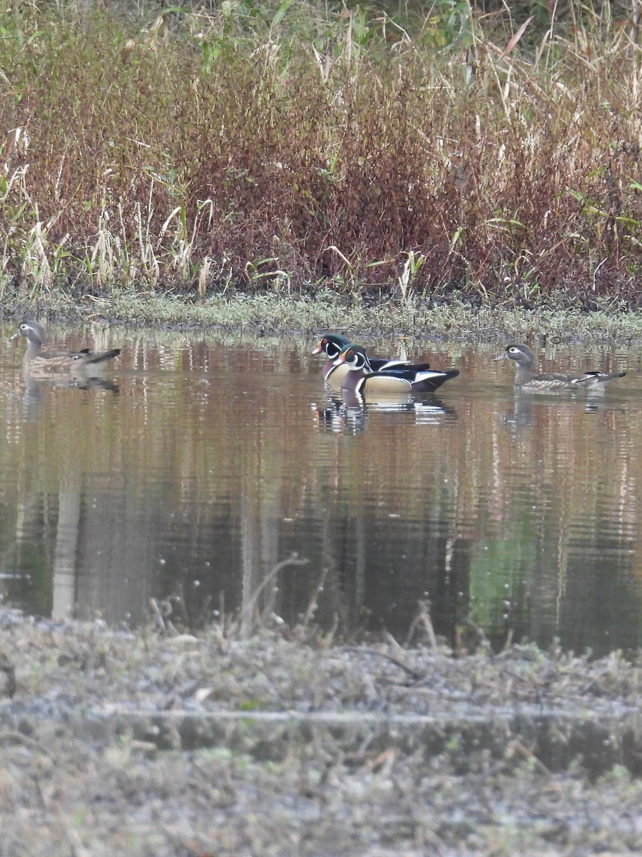 Wood Duck - ML645796259