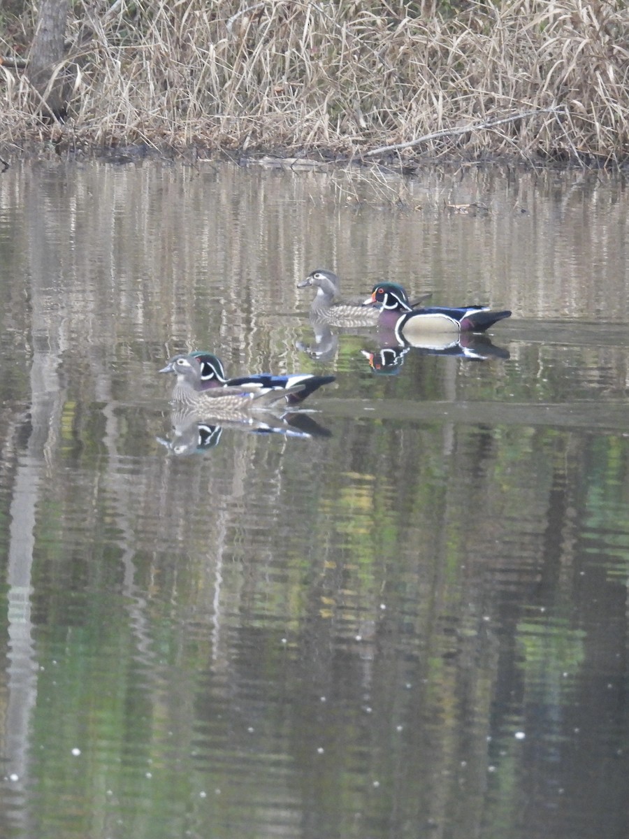 Wood Duck - ML645796260