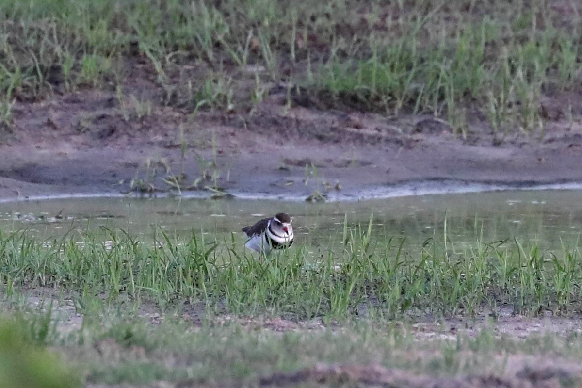 Three-banded Plover - ML645796262