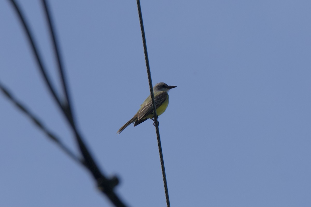 Тиран тропічний - ML645796264