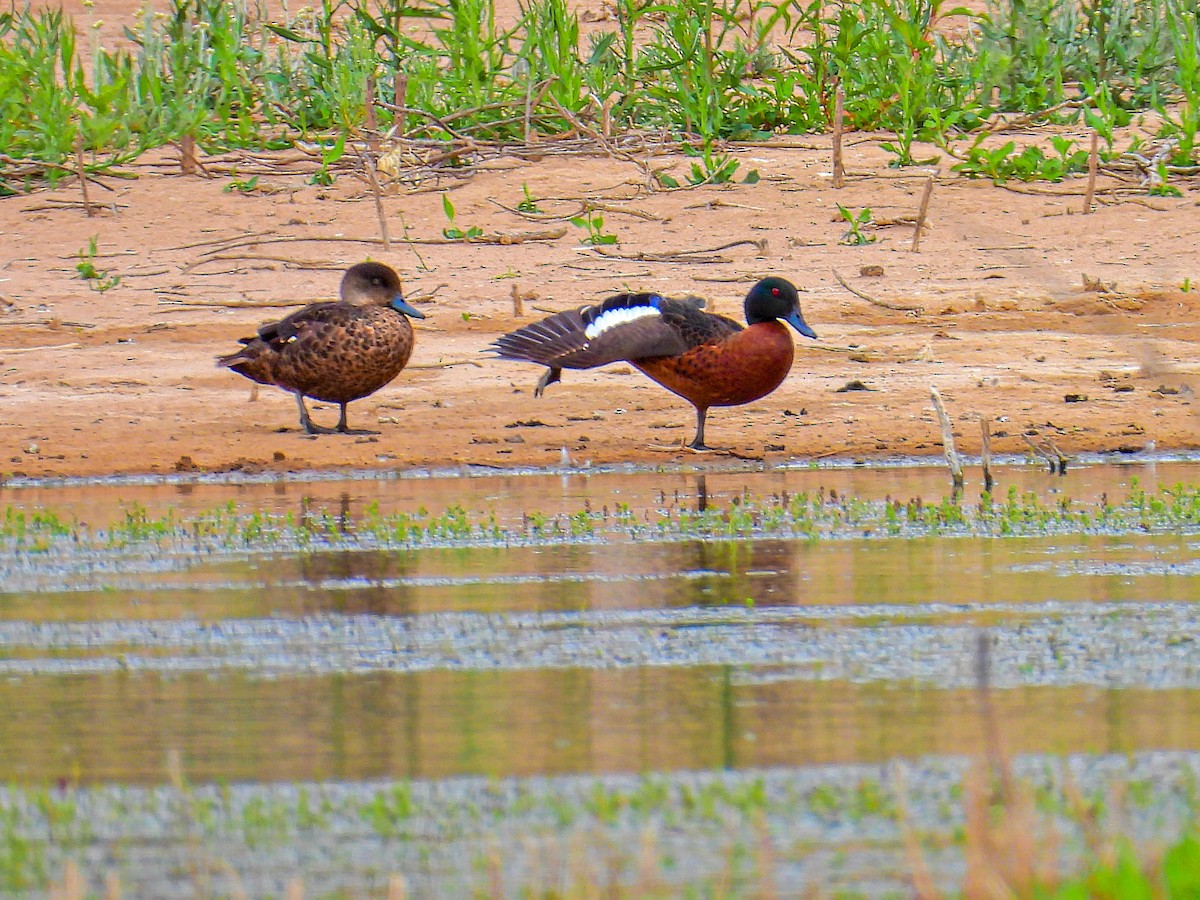 Chestnut Teal - ML645796265