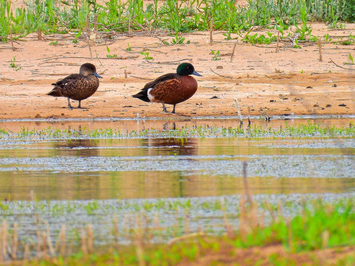 Chestnut Teal - ML645796266
