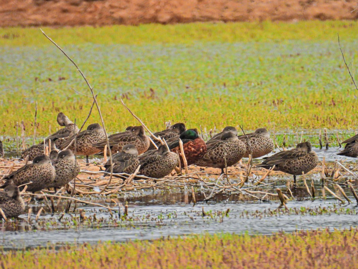 Chestnut Teal - ML645796267