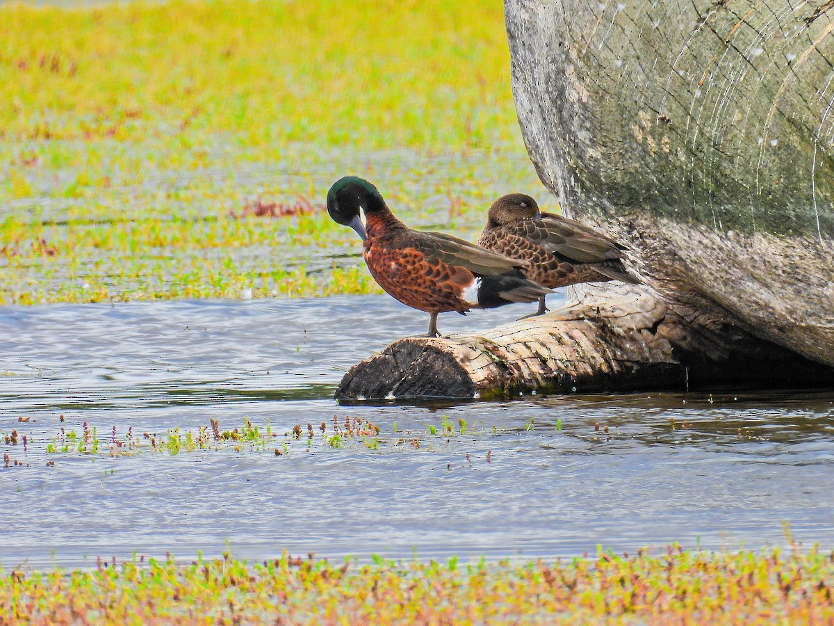 Chestnut Teal - ML645796268