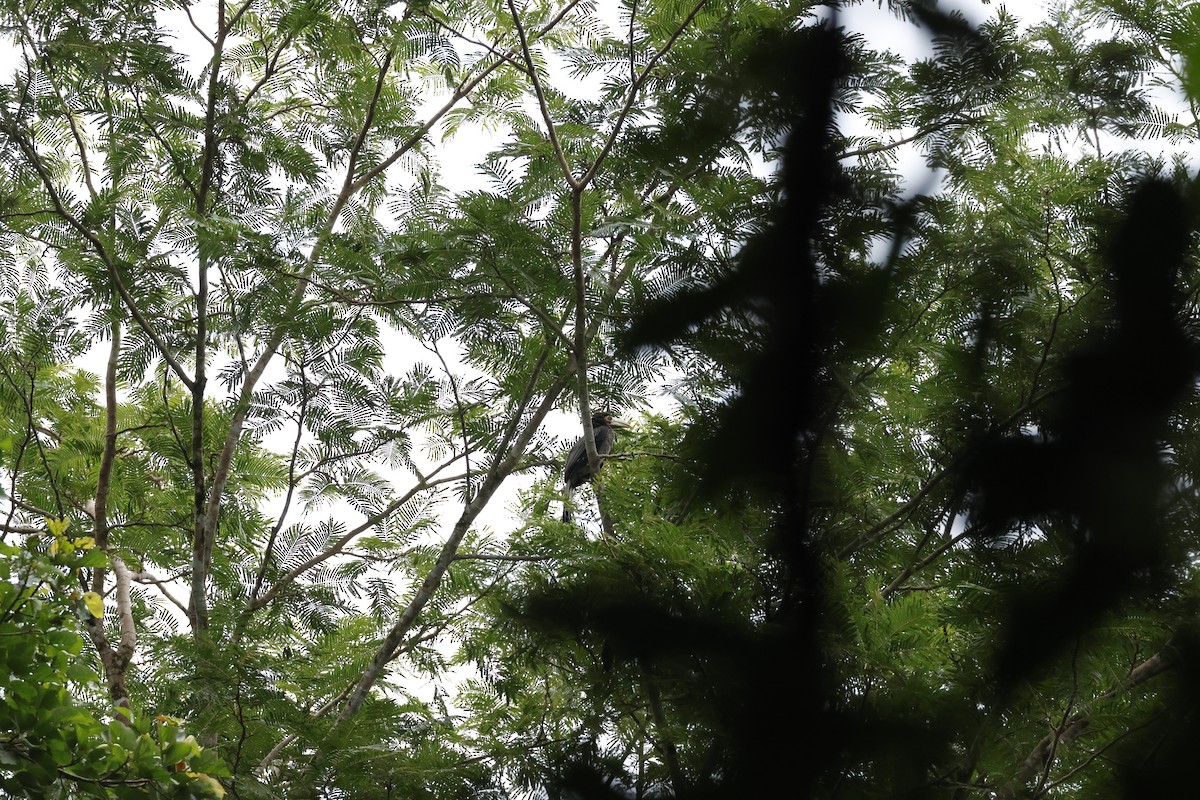 Bushy-crested Hornbill - ML645796270