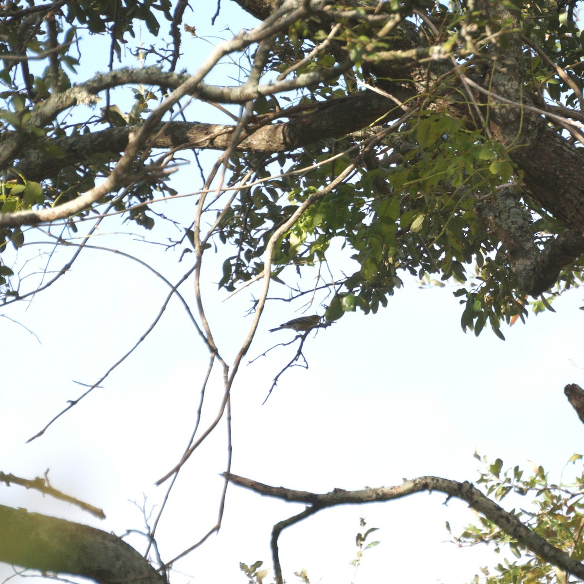 סבכון אורנים - ML645796272