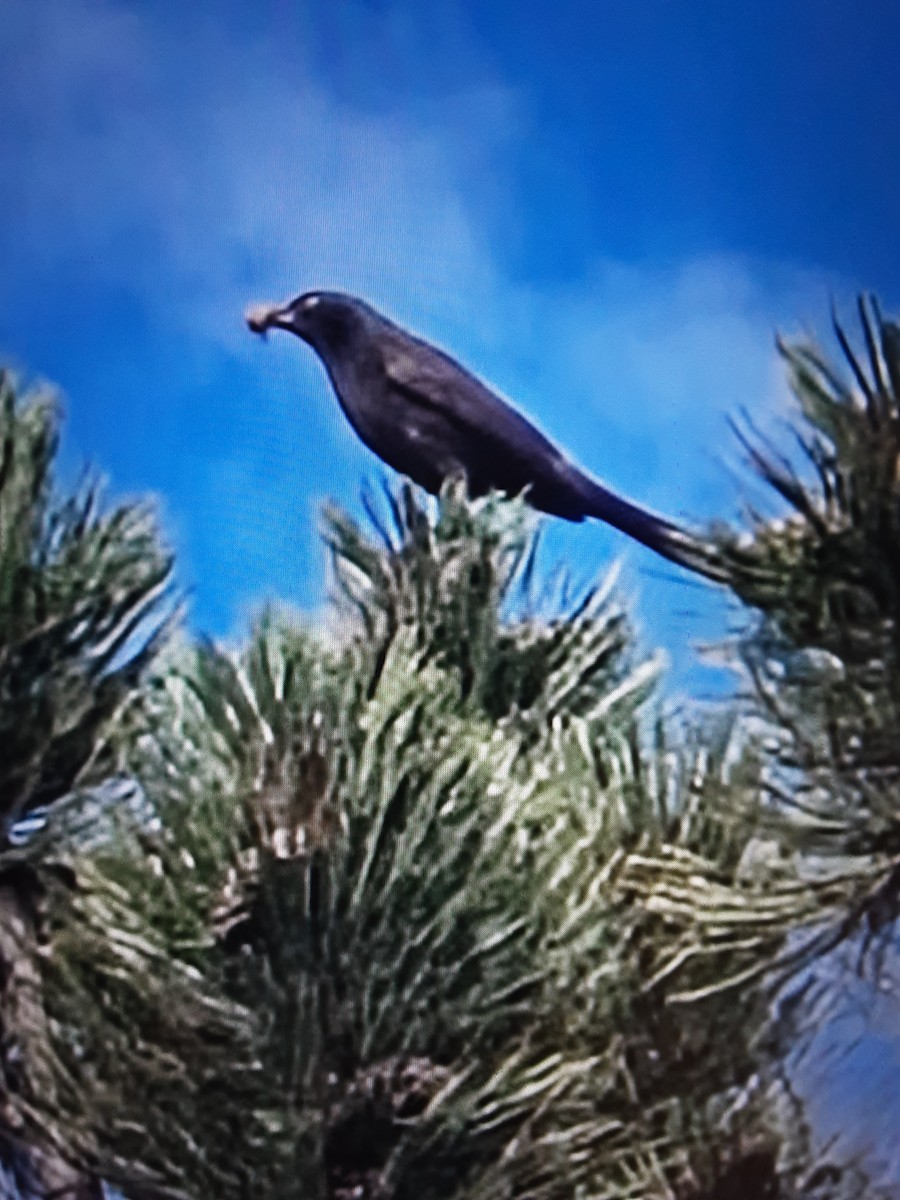 Common Grackle - ML645796274