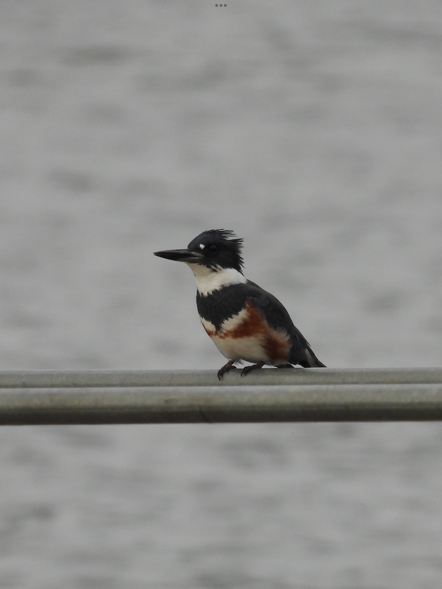 Belted Kingfisher - ML645796276
