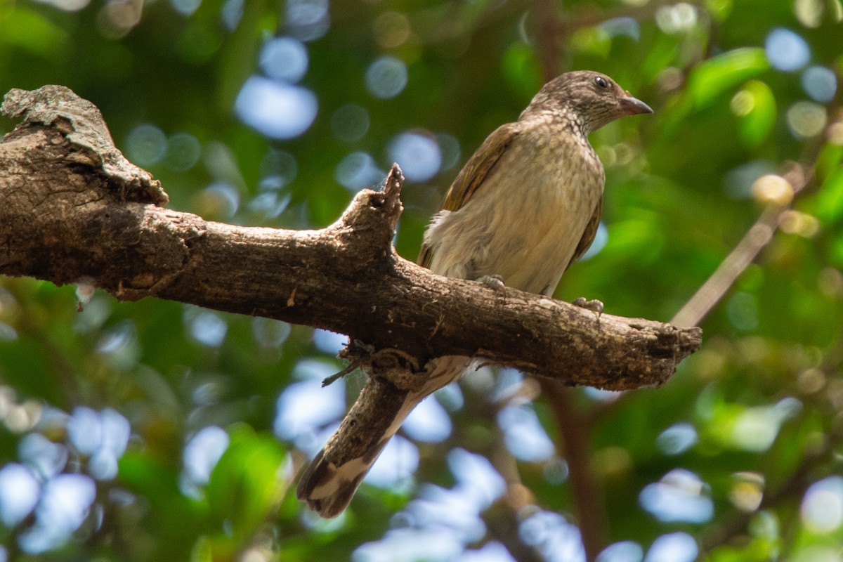 Scaly-throated Honeyguide - ML645796284