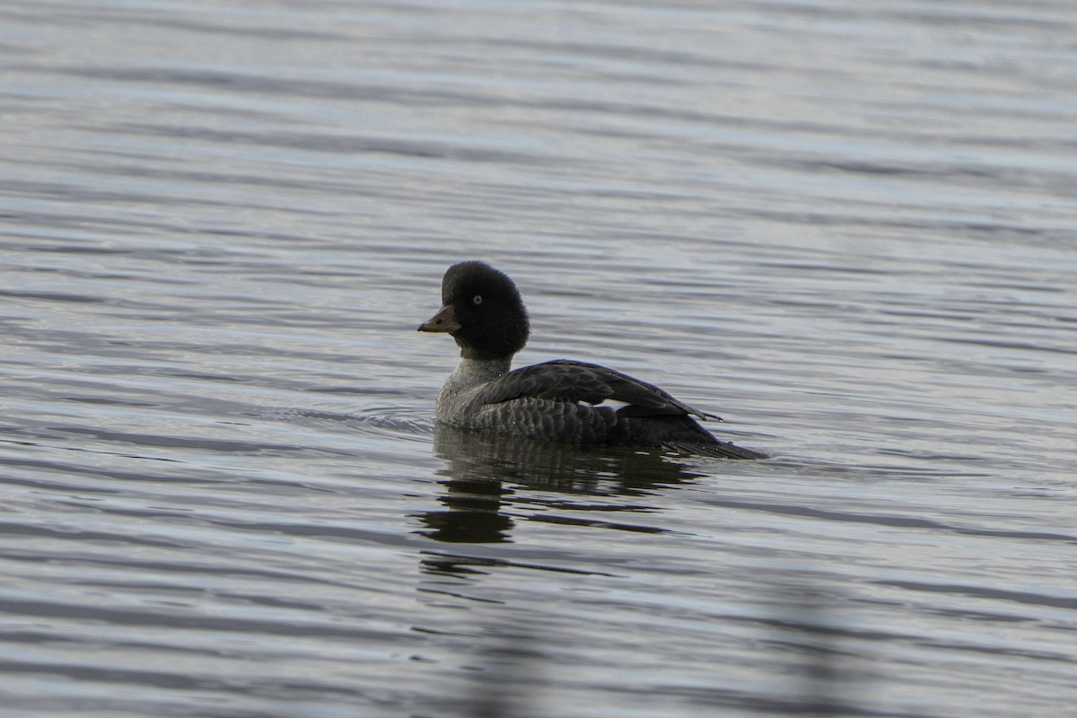 Murgilari islandiarra - ML645796302