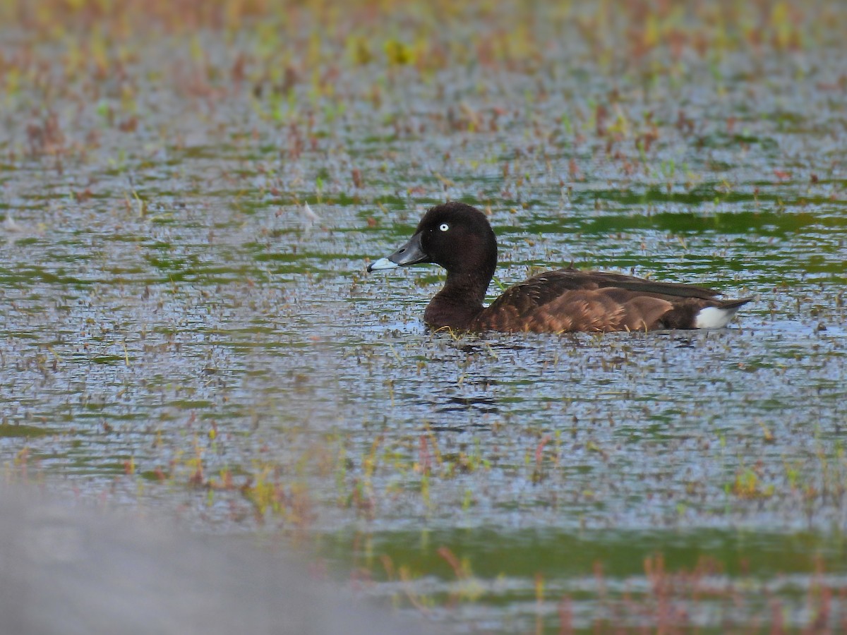 Hardhead - ML645796304